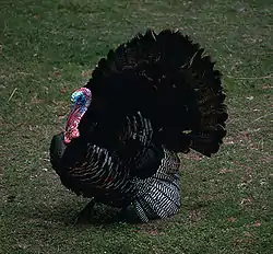 シチメンチョウ