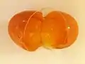 Double-yolk egg -  Opened