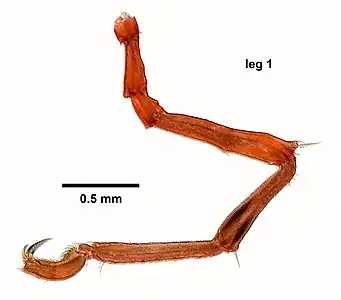 ウミグモの単枝型の脚