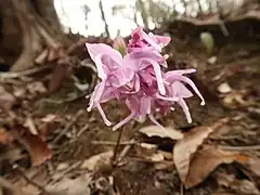 花の色は紅紫色になる。