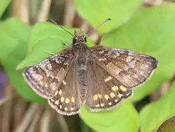 ミヤマセセリErynnis montanus