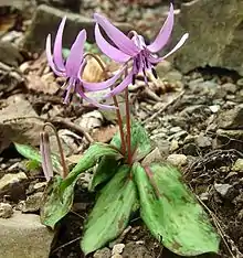 カタクリE. japonicum