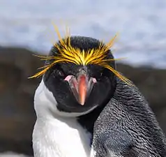 マカロニペンギン