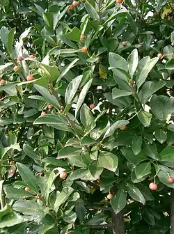 Euonymus japonicus