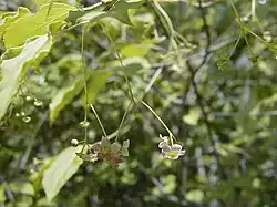 Euonymus oxyphyllus