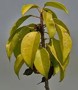 Triadica sebifera