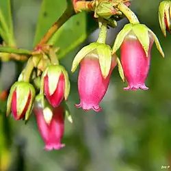 ネジキ属 (ツツジ科) の花. 花被が萼 (青星) と花冠 (黄星) に分化している (異花被花).