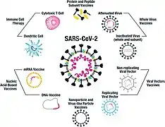 SARS-CoV-2に採用されているワクチンのプラットフォーム。全ウイルスワクチンには、弱毒化されたウイルスと不活性化されたウイルスの両方が含まれる。タンパク質およびペプチドサブユニットワクチンは通常、免疫原性を高めるためにアジュバントと組み合わされる。SARS-CoV-2ワクチン開発では、三量体のスパイクタンパク質全体、または受容体結合領域(RBD)などの構成要素を使用することに重点が置かれている。複数の非複製ウイルスベクターワクチンが開発されており、特にアデノウイルスに焦点が当てられている。一方、複製ウイルスベクターのコンストラクトはあまり重視されていない。