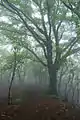 湯船山-白嵓ノ頭間の登山道