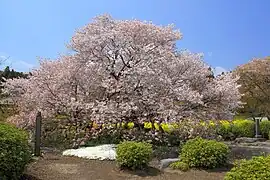 静岡県富士宮市・狩宿の下馬ザクラ