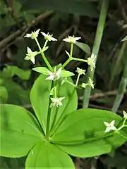 花冠は杯形で4裂し、黄緑色。