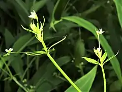 花柄の基部には披針形の1個の目立つ苞葉がある。