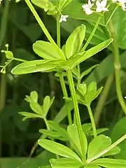 茎の稜上、葉の縁、葉裏面の中央葉脈に下向きの刺状毛がある。