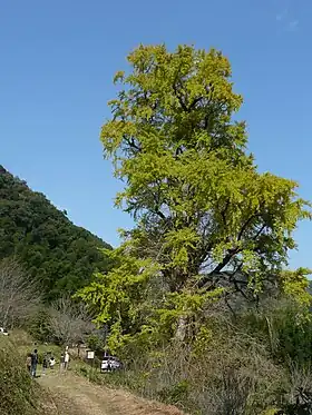 去川のイチョウ