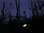 夜に光を放つlampyris noctiluca