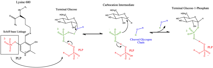 Catalytic Site Mechanism