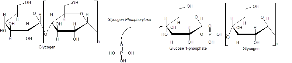 Action of Glycogen Phosphorylase on Glycogen