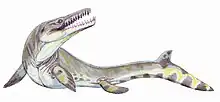 巨大な海生爬虫類モササウルスの一種w:Goronyosaurus、体長7m