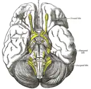 脳を下から見た図。後頭葉は小脳で隠れてほとんど見えない。