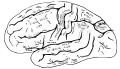 1918年、グレイの解剖学に描かれた大脳外側面の図。脳回と脳溝の特徴が描かれ、各部に名称が与えられている。