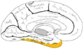 ヒト左大脳半球の内側面。オレンジ色の部分が下側頭回。