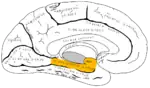 左大脳半球の内側面。オレンジ色の部分が海馬傍回。