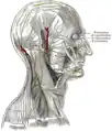 The nerves of the scalp, face, and side of neck.