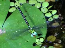 カトリヤンマ（雄）