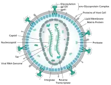 diagram of microscopic viron structure