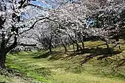 八幡山古墳の周りには桜が植えられている