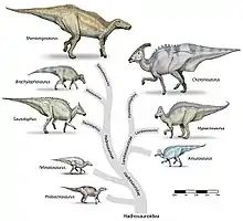 ハドロサウルス科 分岐図