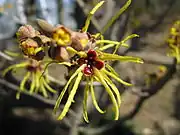 Hamamelis japonica