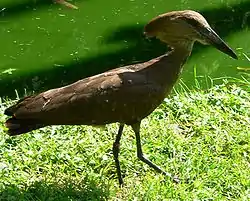 シュモクドリ