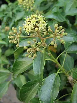 Hedera rhombea