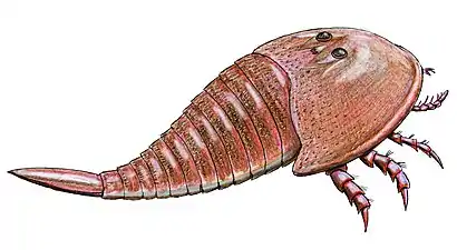 ヒベルトプテルス Hibbertopterus scouleri