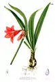 ヒッペアストルム ミニアタムHippeastrum miniatumの花・葉・鱗茎