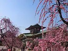 防府天満宮の梅（山口県）