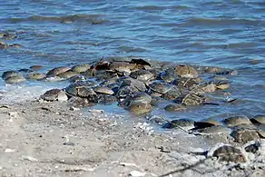 アメリカカブトガニの群れ