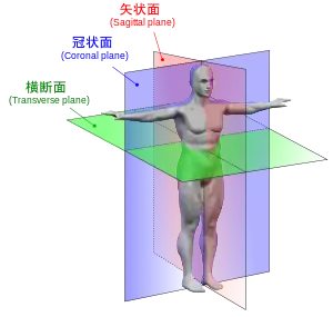 他の平面との関係。矢状面、冠状面、横断面。