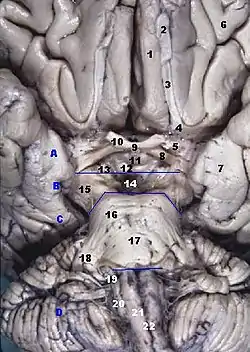 ヒトの脳の底部。海馬傍回は図中番号7。