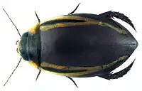 Hydaticus satoi