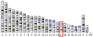 17番染色体 (ヒト)