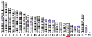 19番染色体 (ヒト)