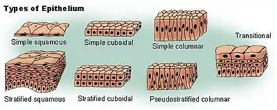 Types of epithelium.