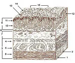 Layers of stomach wall.