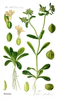 Valerianella locusta