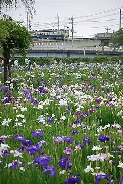 あやめの里水郷潮来を巡るみち