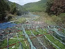 天城山の北麓、伊豆市筏場のワサビ田。