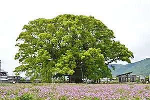 加茂の大クス