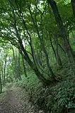 神鍋山の登山道